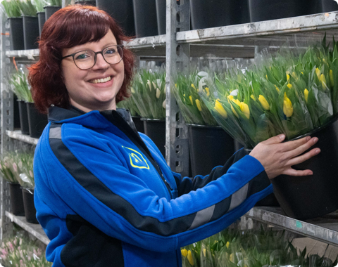 albert heijn medewerker in een magazijn met gele tulpen