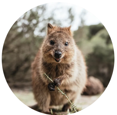 Quokka holding onto a branch