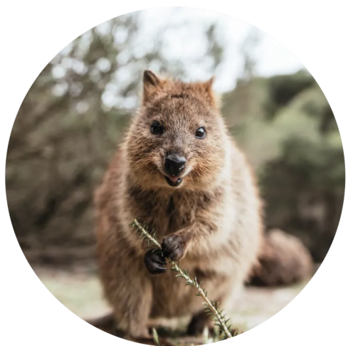 Quokka holding onto a branch