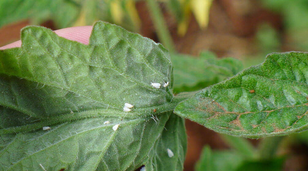 Close-up of multiple whiteflies on a leaf