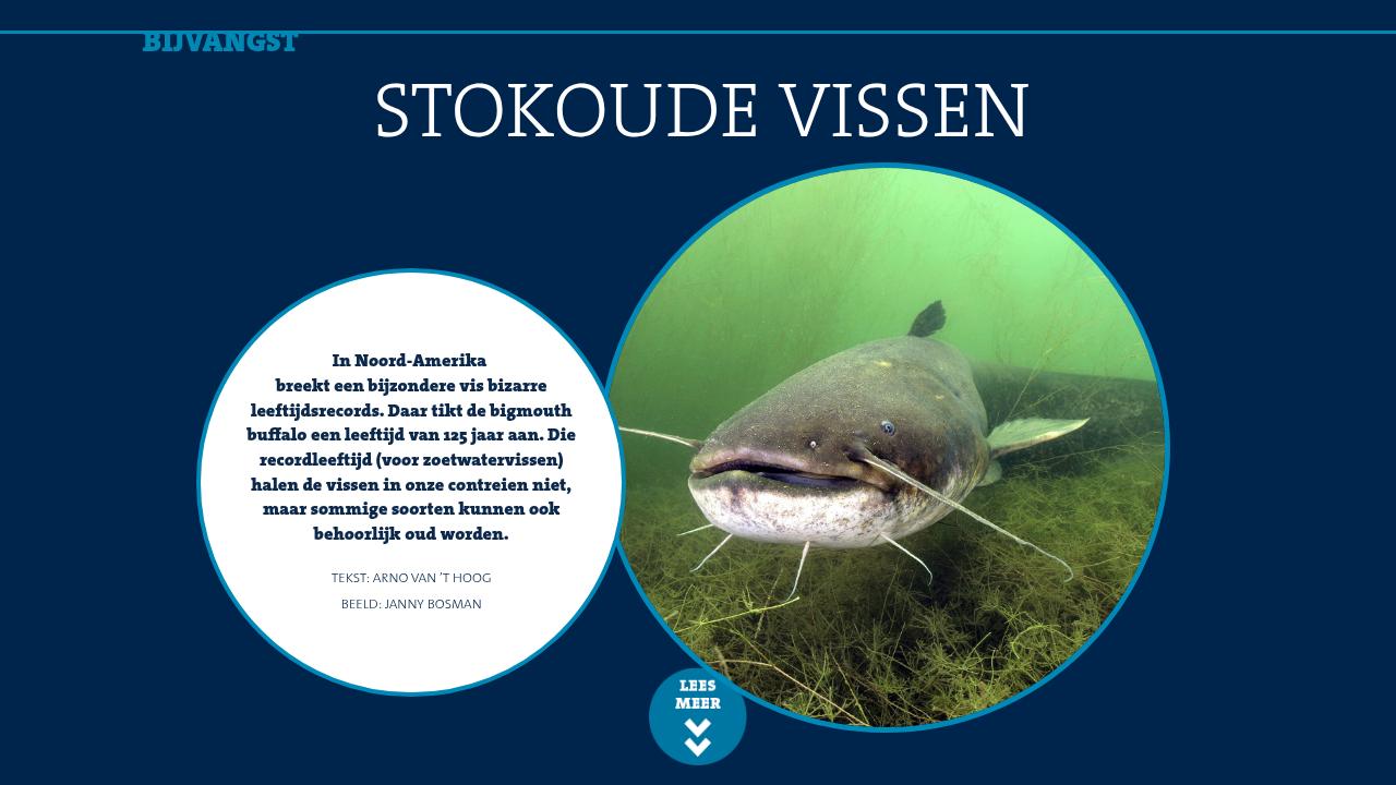 BIJVANGST VISblad April 2025 BIJVANGST VISblad April 2025