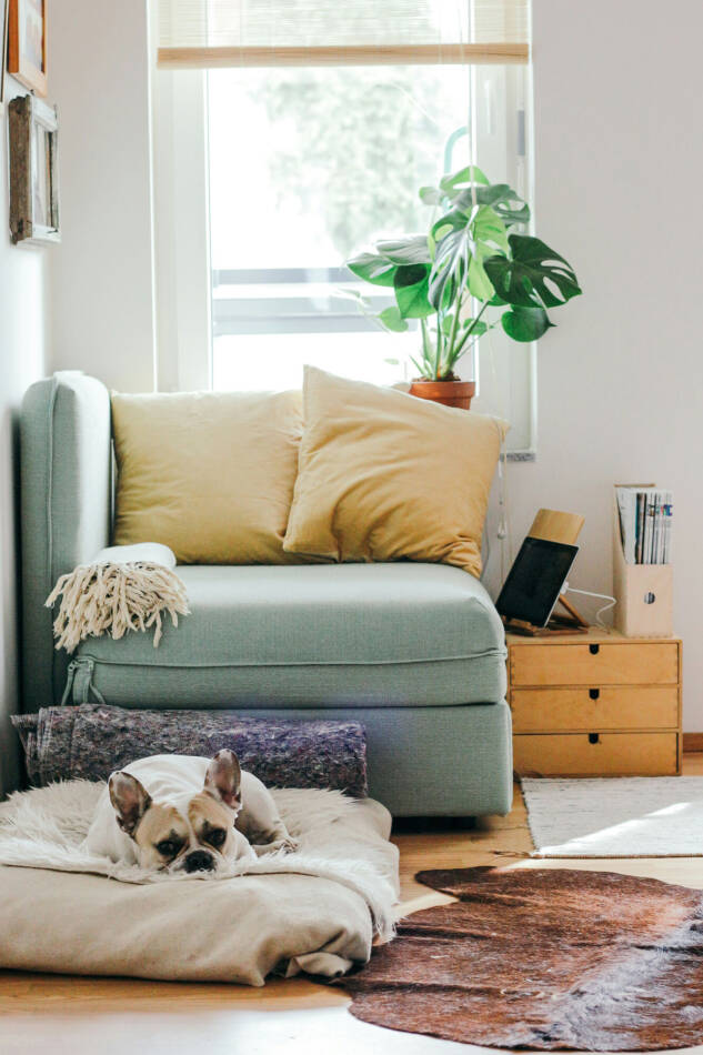 Foto van een hondje in een huis