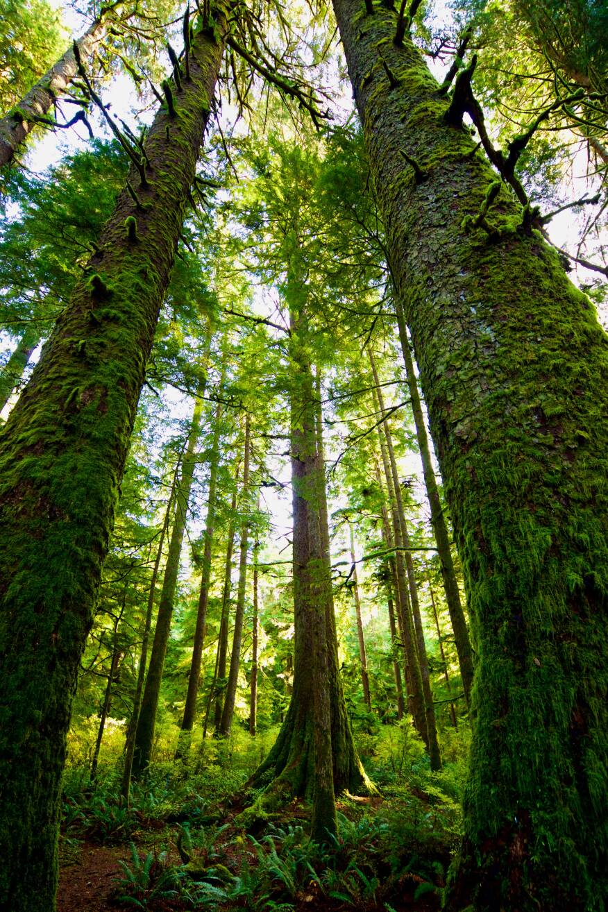 Up-angled photo of a forest