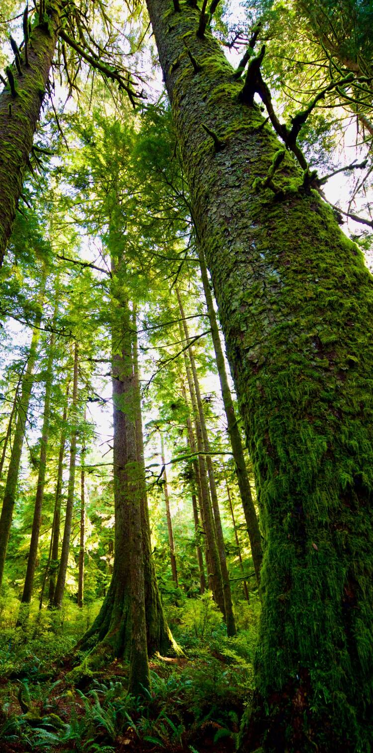 Up-angled photo of a forest