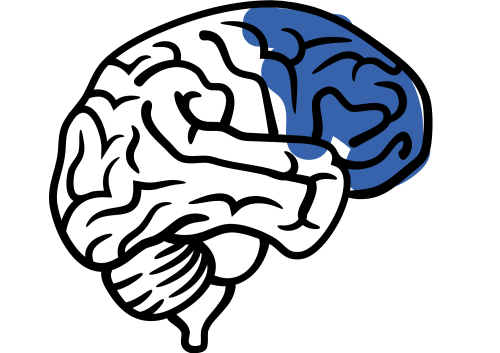illustratie van hersenen met rechtsboven in een blauw vlak gekleurd