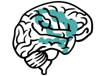 illustratie van hersenen met in het midden groene arceringen