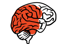 illustratie van hersenen die vanaf links twee derde rood is ingekleurd