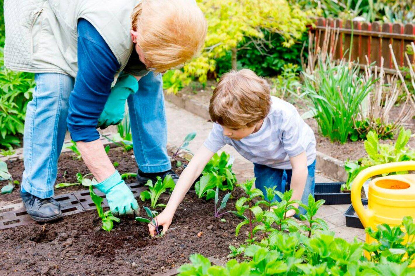 Volwassenen en kind planten samen jonge plantjes in een groene moestuin met gieter en tuingereedschap.
