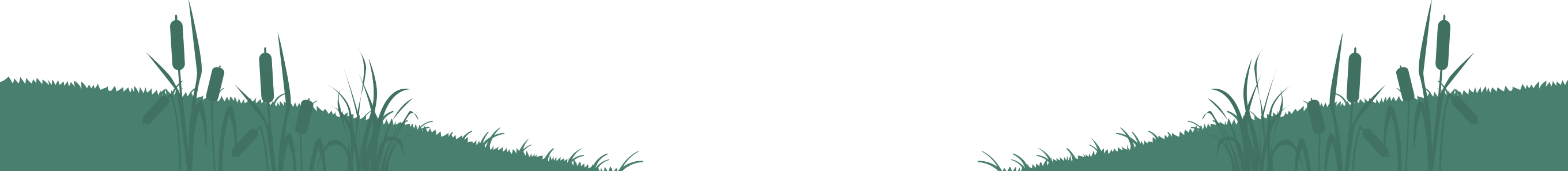 illustratie van riet