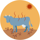 Illustratie van koe die last heeft van de  hitte