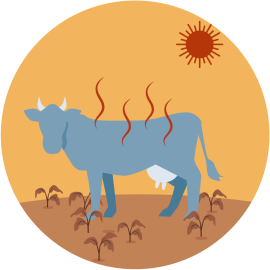 Illustratie van koe die last heeft van de  hitte