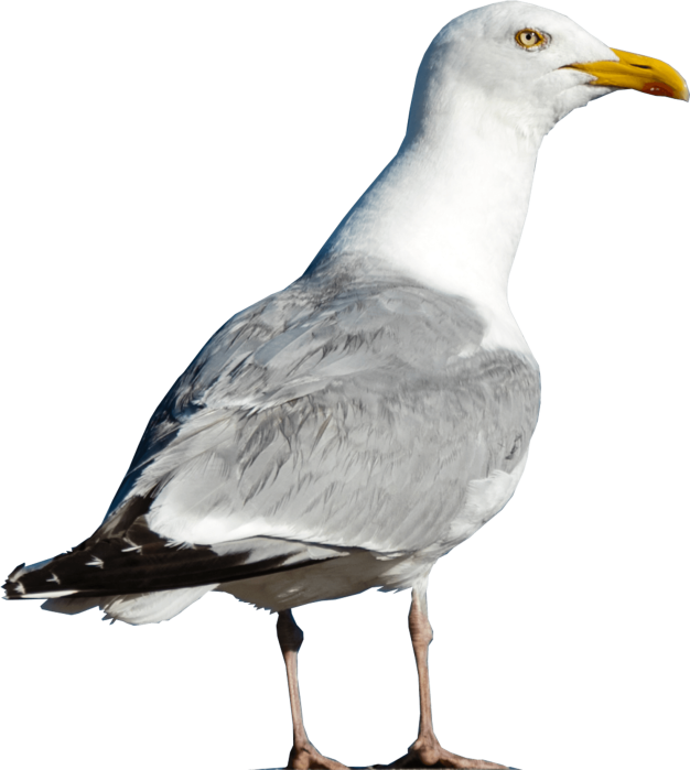 Cutout of a seagull