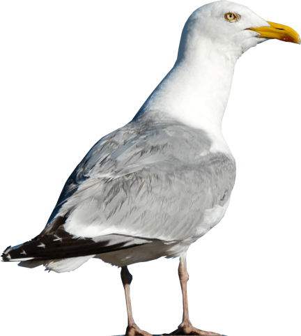 Cutout of a seagull