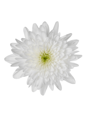 flower image (Copy)