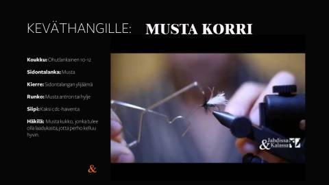 Musta kukko videot