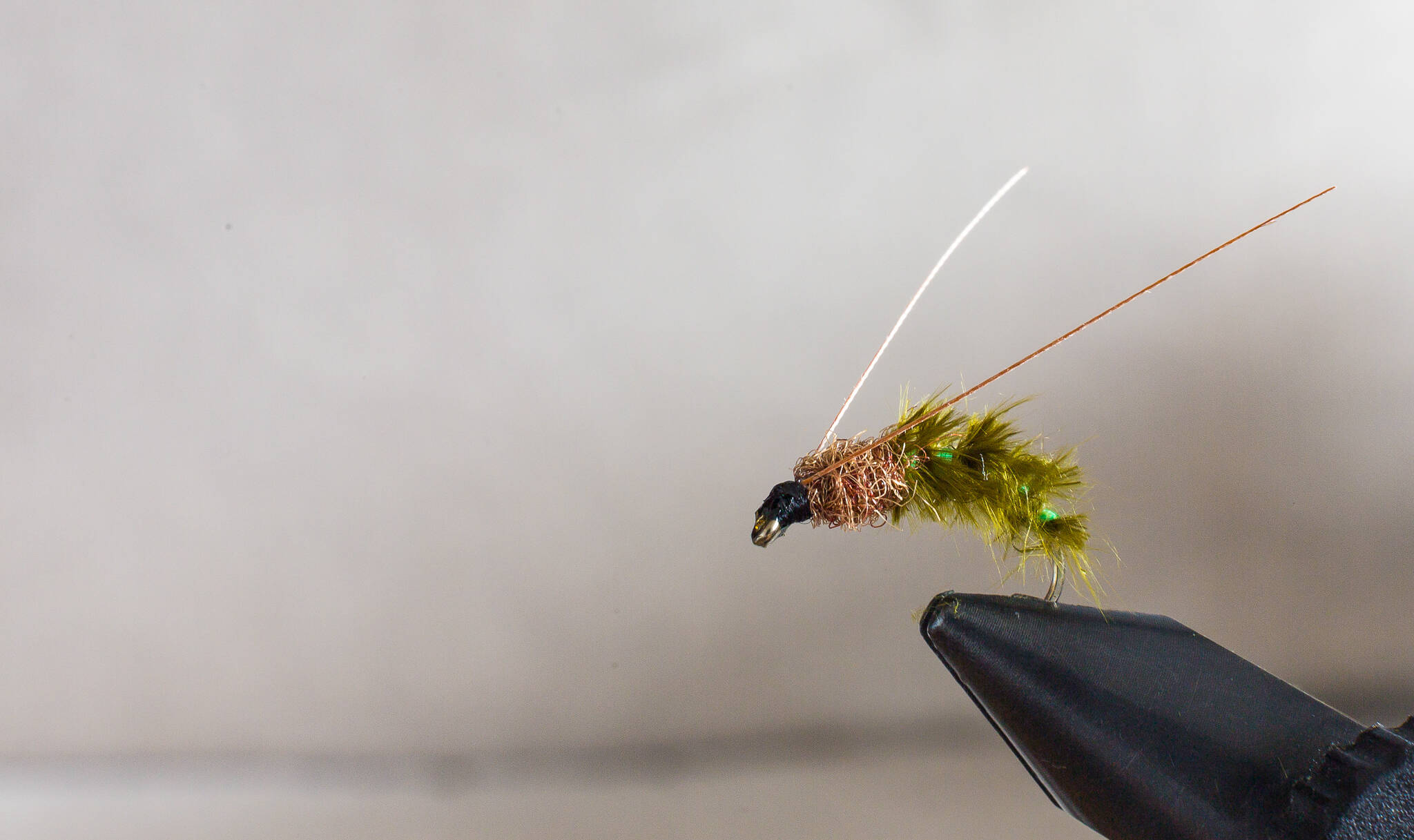 mara-pupa-bu1.jpg